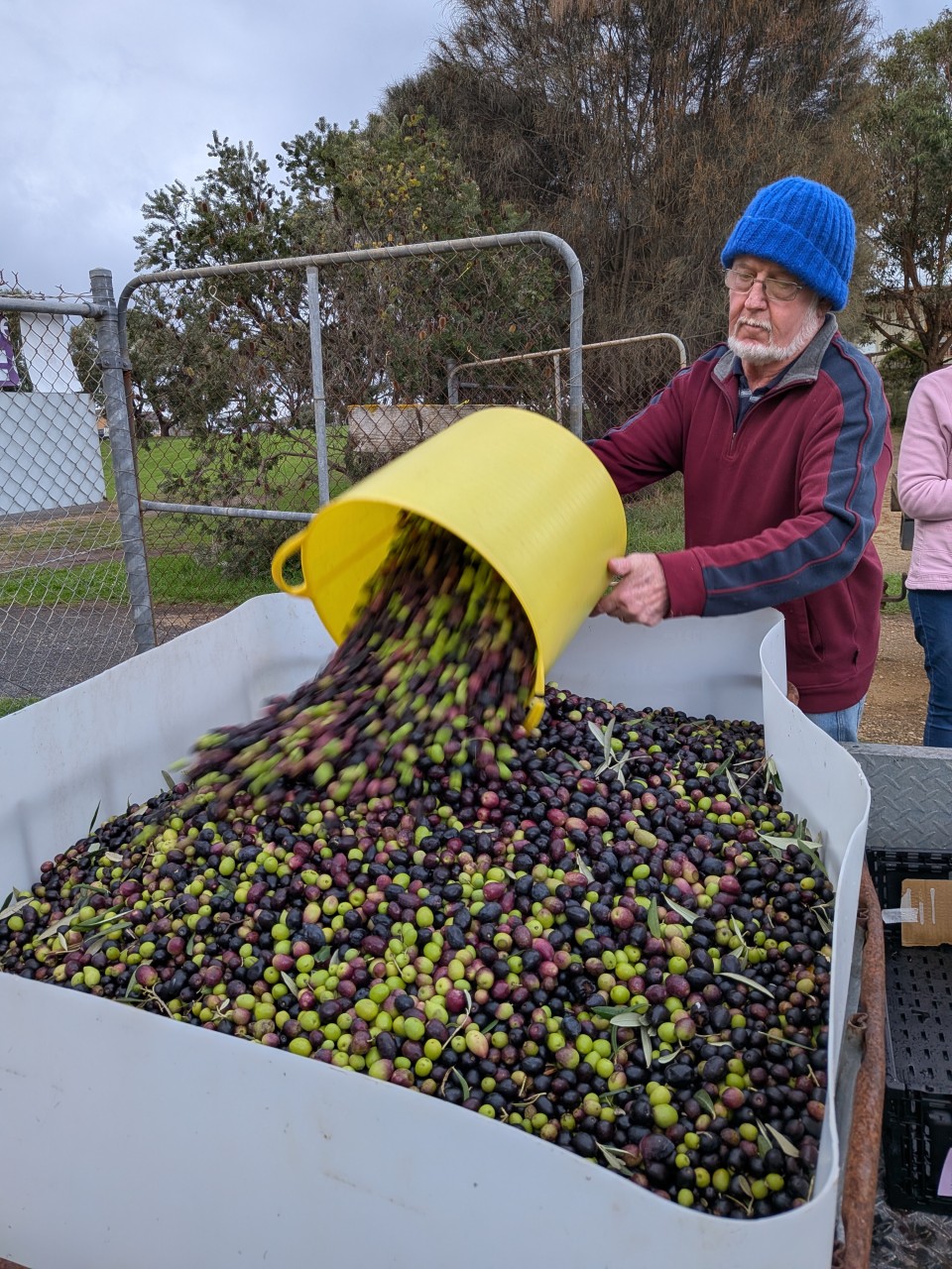 OLIVE COLLECTION HITS THE TONNE